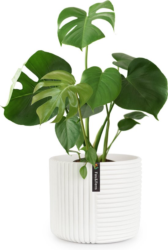 Low real plant in white pot