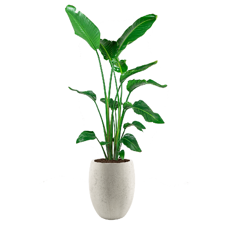 Tall real plant in white pot